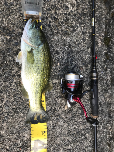 ブラックバスの釣果