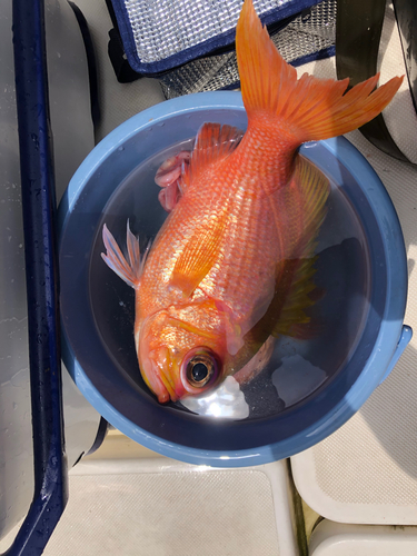 アカオビハナダイの釣果