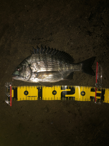 クロダイの釣果