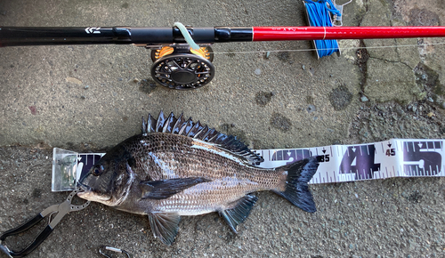 クロダイの釣果