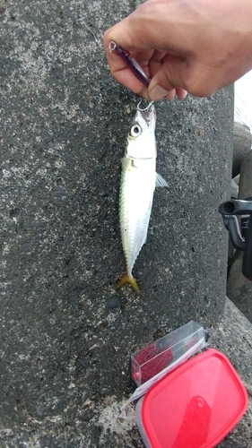 サバの釣果