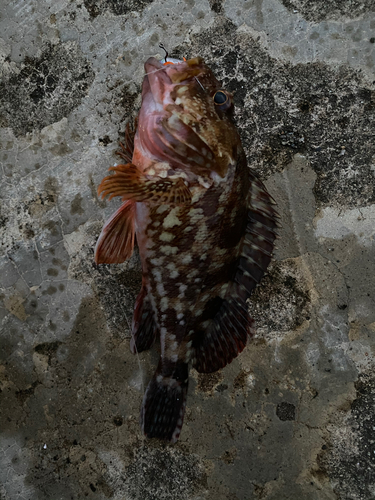 カサゴの釣果