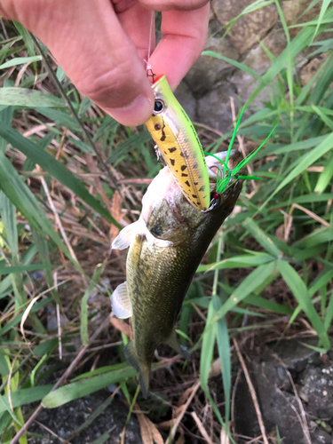 ブラックバスの釣果