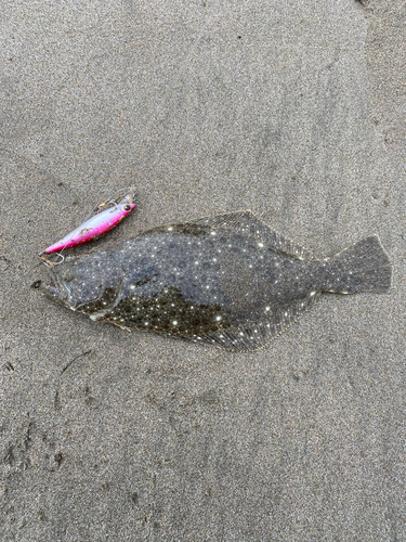 ソゲの釣果