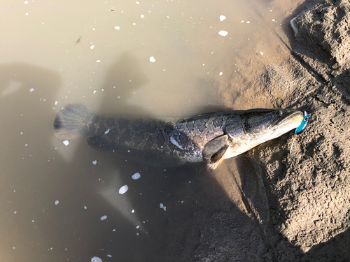 ライギョの釣果