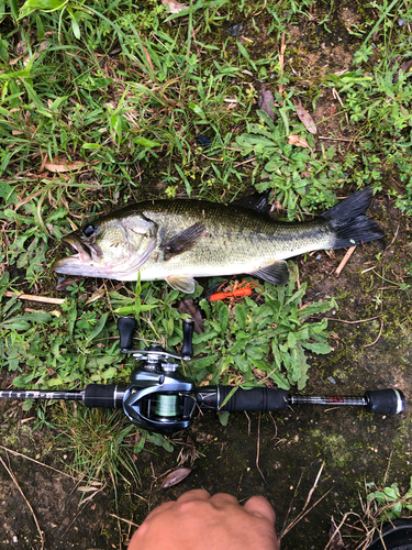 ラージマウスバスの釣果