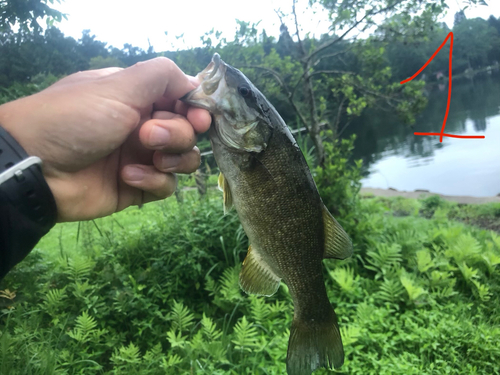 スモールマウスバスの釣果