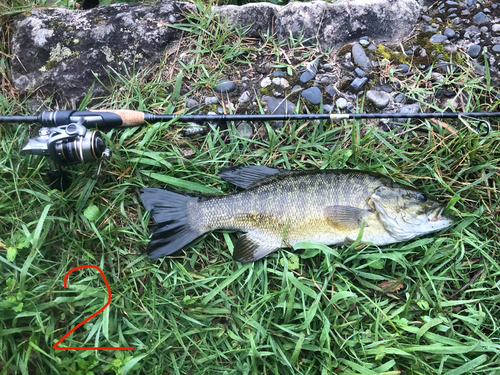 スモールマウスバスの釣果