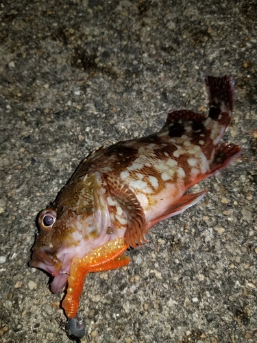 カサゴの釣果