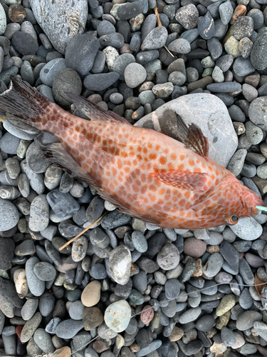 オオモンハタの釣果