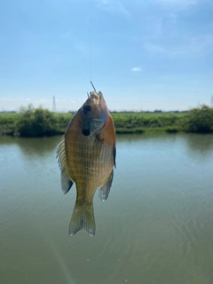 ブルーギルの釣果