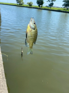 ブルーギルの釣果