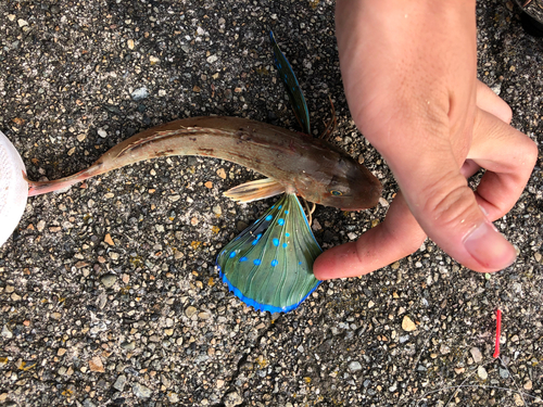 ホウボウの釣果