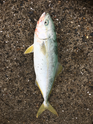 ワカシの釣果