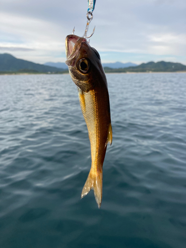 クロムツの釣果