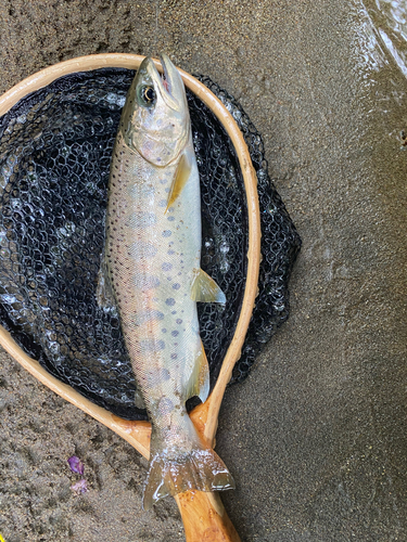 ヤマメの釣果