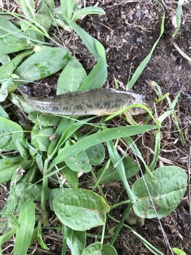 ハゼの釣果