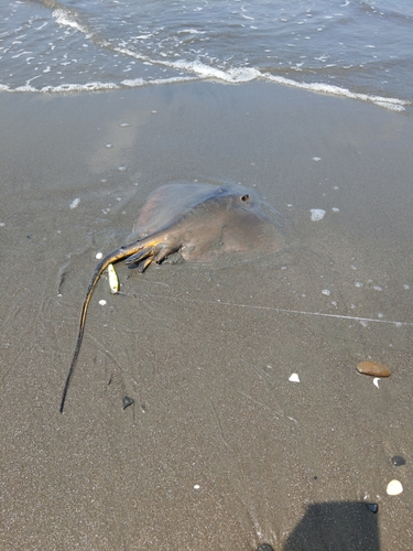 エイの釣果