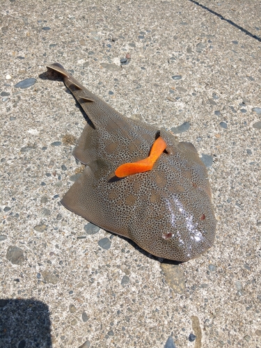 カスザメの釣果