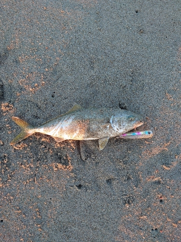 ツバスの釣果