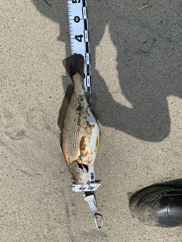 イシモチの釣果