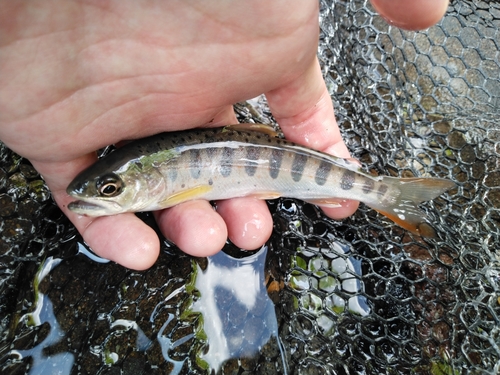 アマゴの釣果