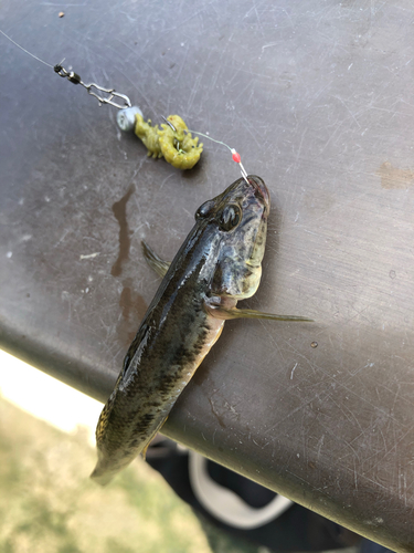 マハゼの釣果