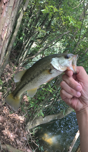 ブラックバスの釣果