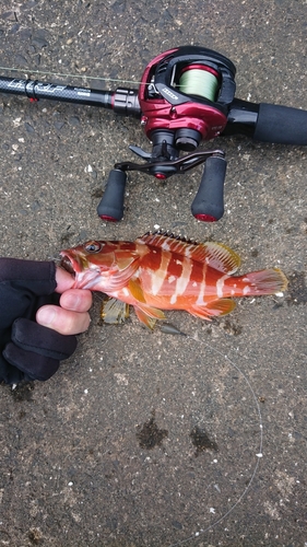 キジハタの釣果