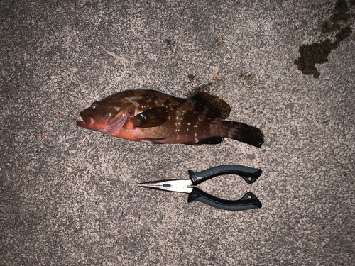 アコウの釣果