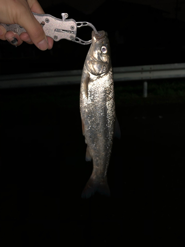 ウグイの釣果