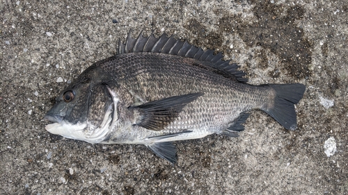 クロダイの釣果