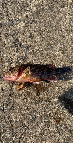 カサゴの釣果