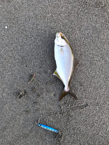 ショッコの釣果