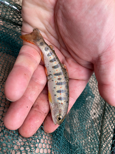 アマゴの釣果