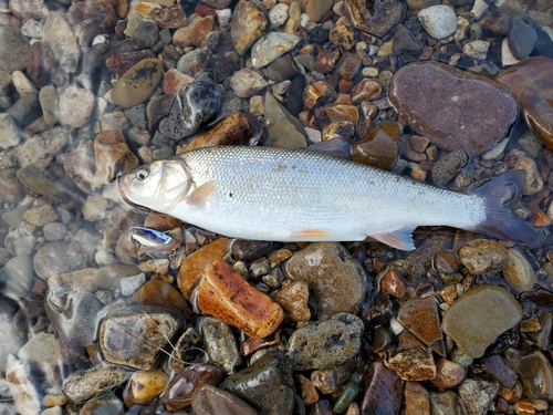 ウグイの釣果