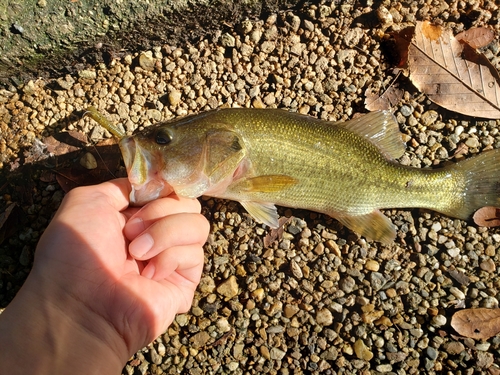 ラージマウスバスの釣果