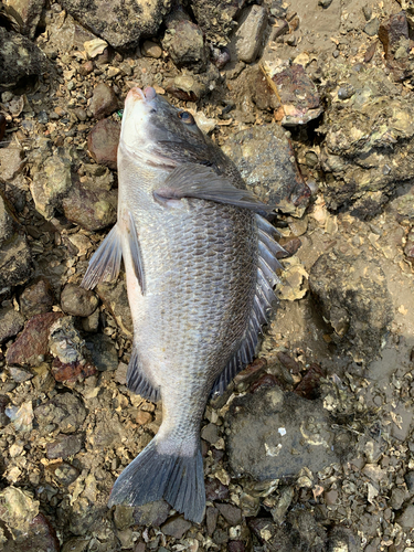 クロダイの釣果