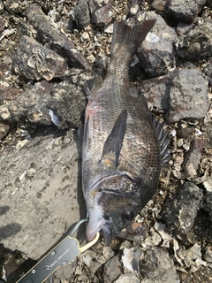 クロダイの釣果