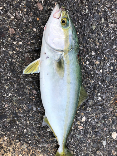 ツバスの釣果