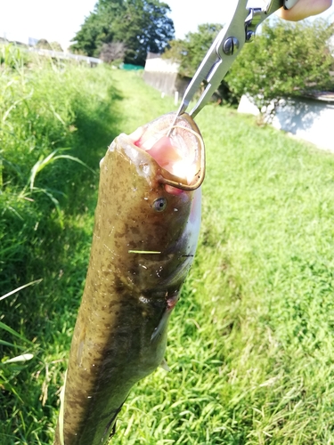 マナマズの釣果