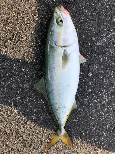 ツバスの釣果