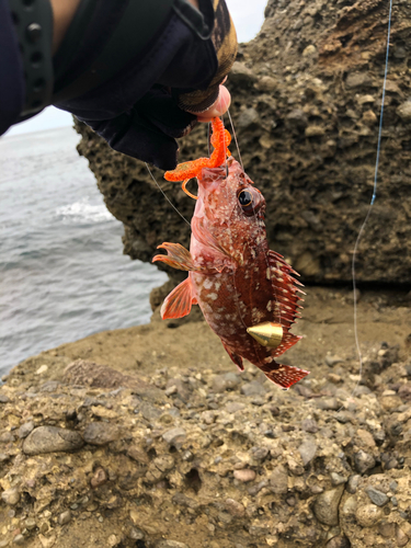 アラカブの釣果