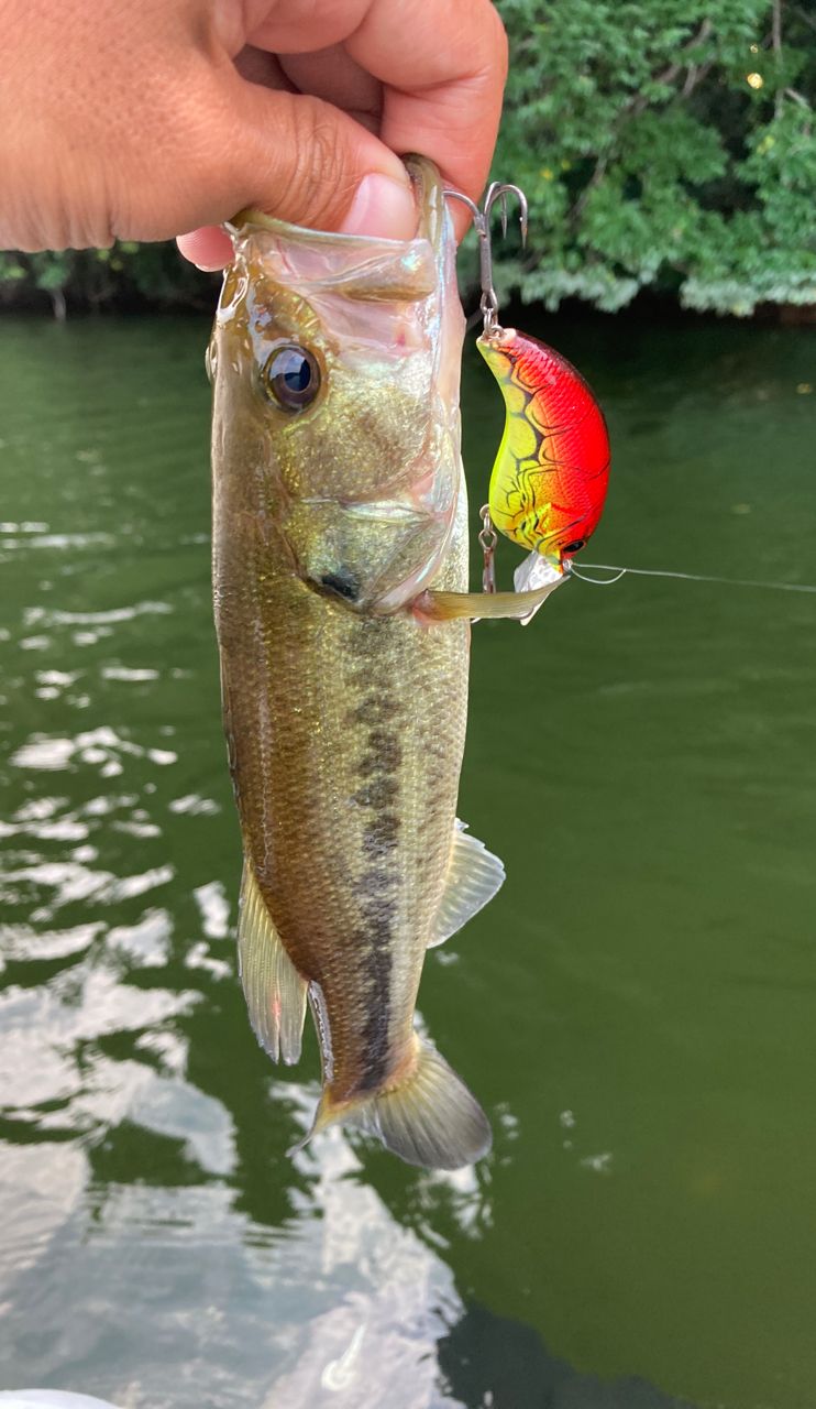 ラージマウスバス