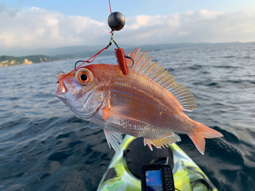 レンコダイの釣果