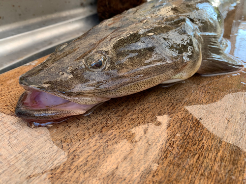 マゴチの釣果