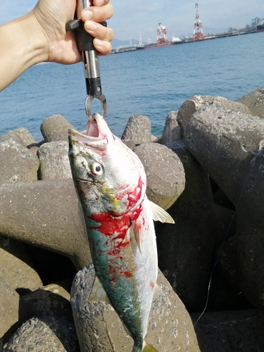 ハマチの釣果