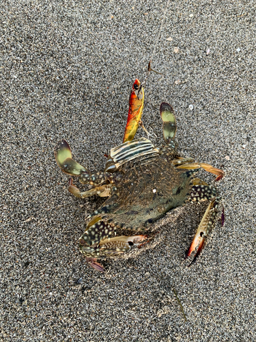 タイワンガザミの釣果