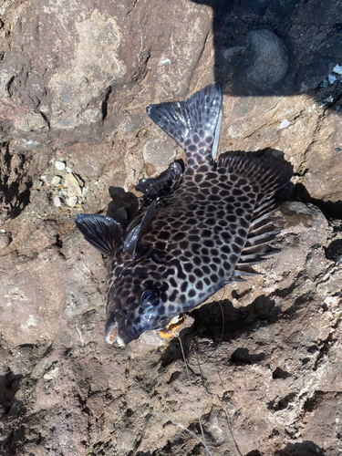 イシガキダイの釣果