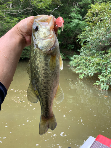 ラージマウスバスの釣果